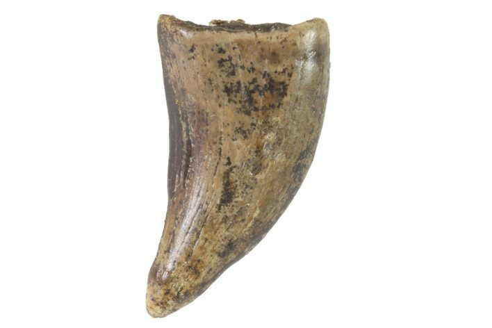 Small Theropod Tooth (Raptor) - Montana #87937